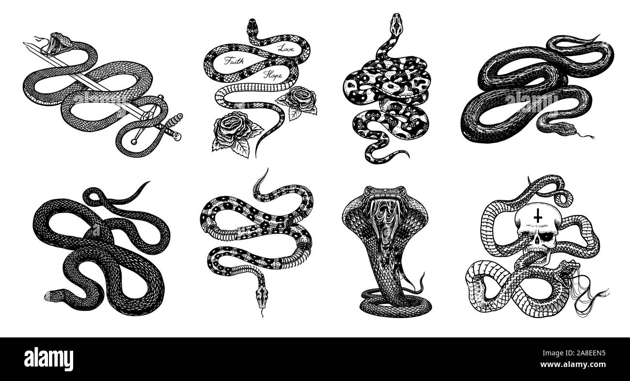 Latte serpente con rose, lo scheletro royal python con il cranio, rettile con spada Cobra velenosi. Vipera velenosa per poster o un tatuaggio. Incisi disegnata a mano Illustrazione Vettoriale
