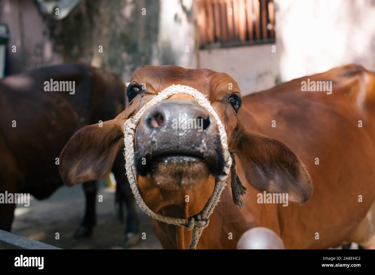 Vacca boia, Colaba market, Mumbai, India Foto Stock