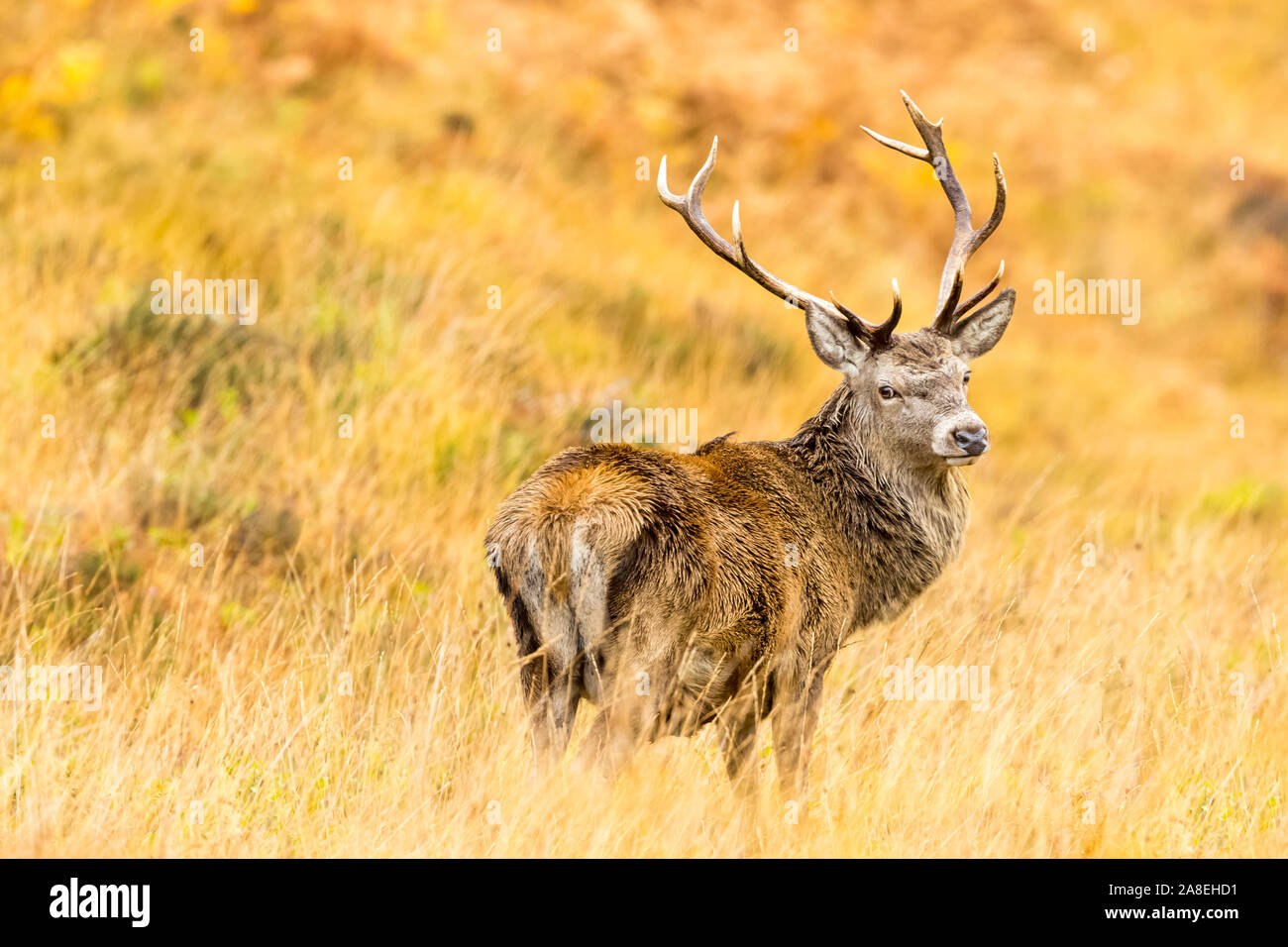 Red Deer stag (nome latino: Cervus elaphus) in Autunno.il monarca del Glen si fermò maestosamente in golden erbe.Glen Strathfarrar,Highlands scozzesi Foto Stock