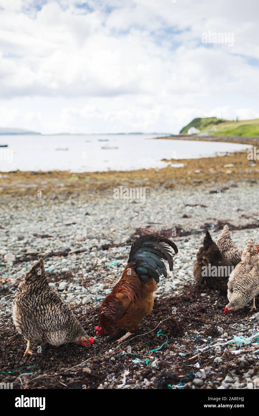 Polli sulla spiaggia immagini e fotografie stock ad alta risoluzione - Alamy