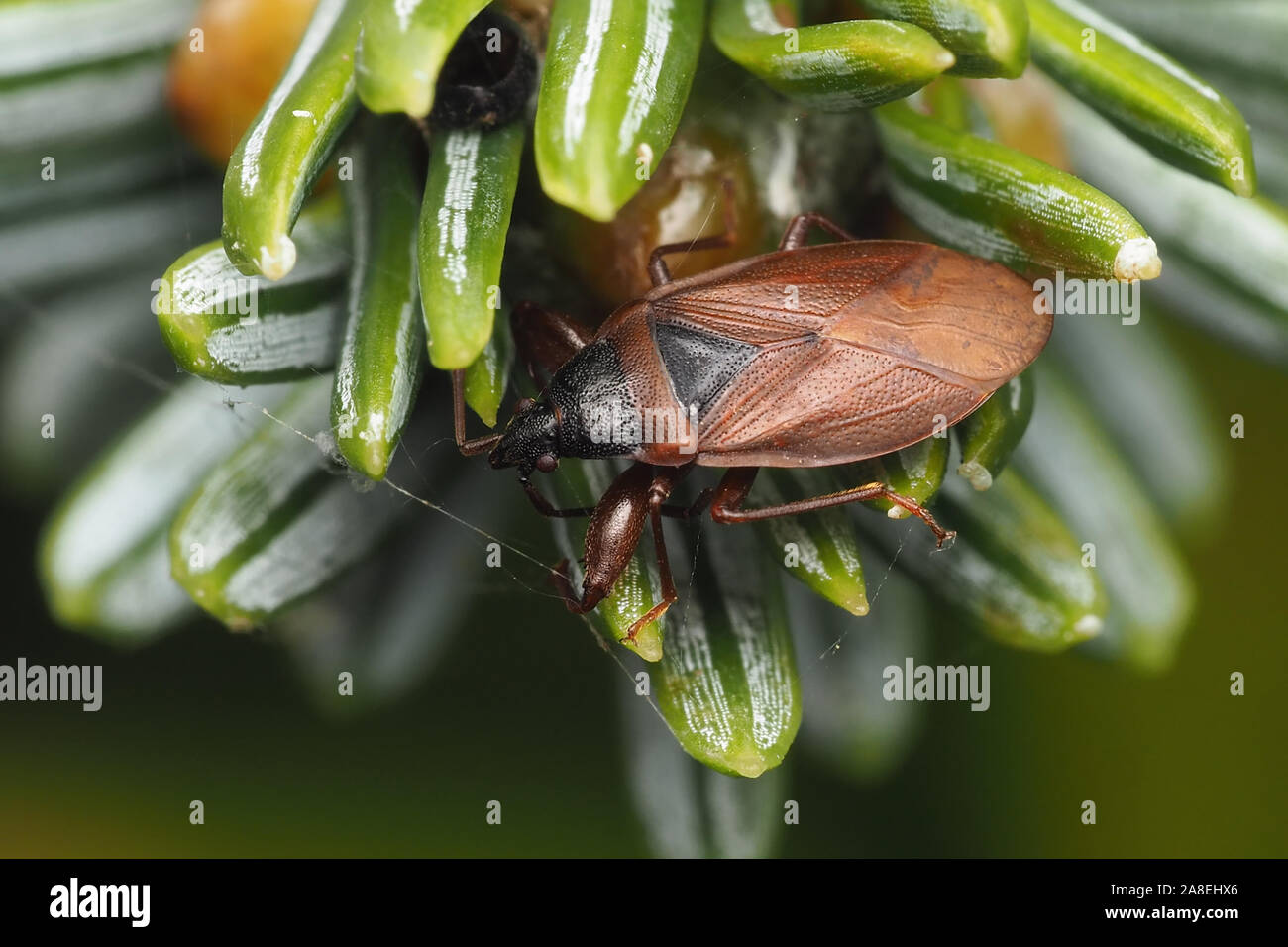 Pigna Bug (Gastrodes grossipes) su pino filiale. Tipperary, Irlanda Foto Stock