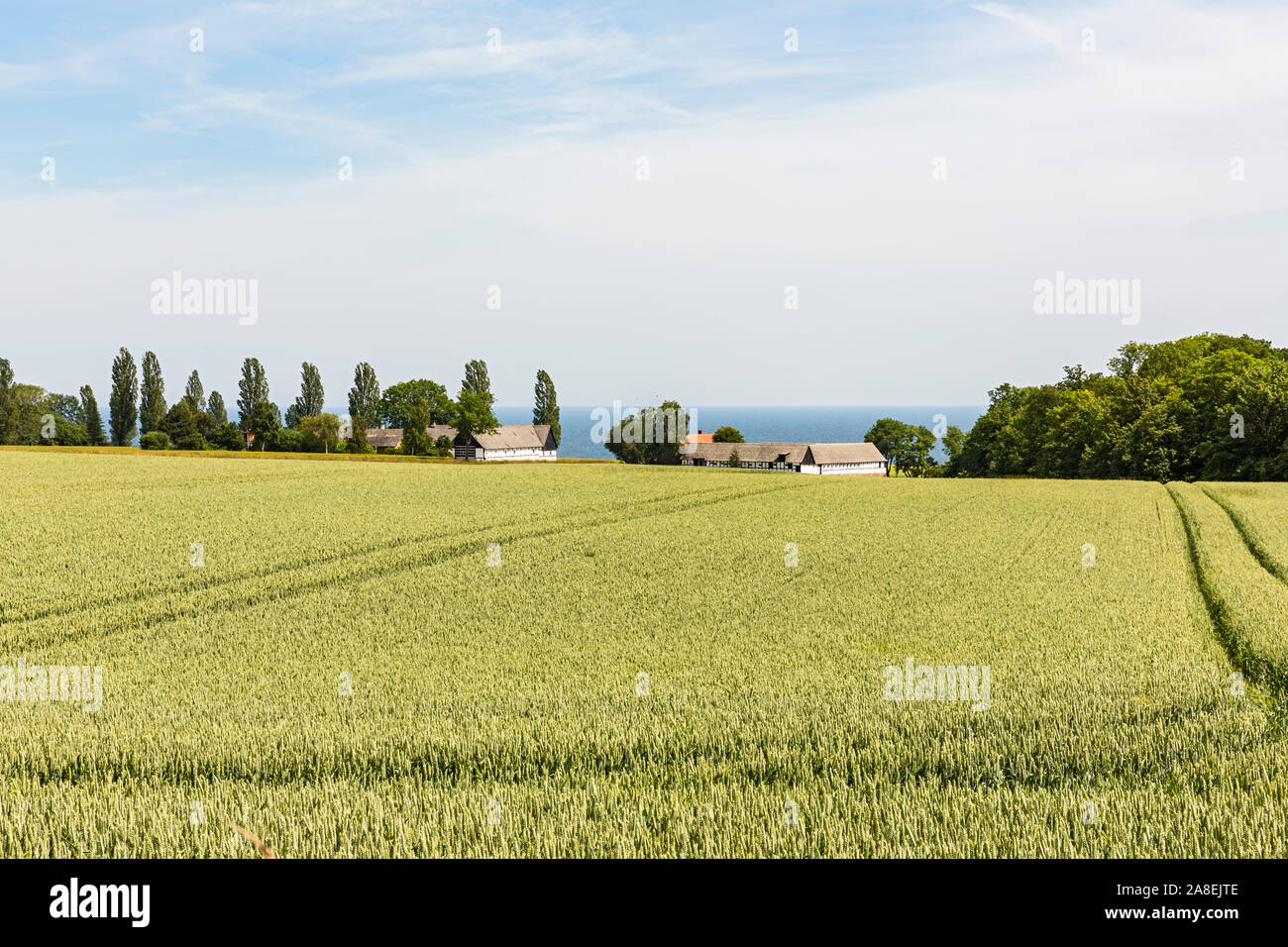 Getreidefelder, Bauernhof, Meer, Horizont, Ostsee, Gudhjem, Daenemark Foto Stock