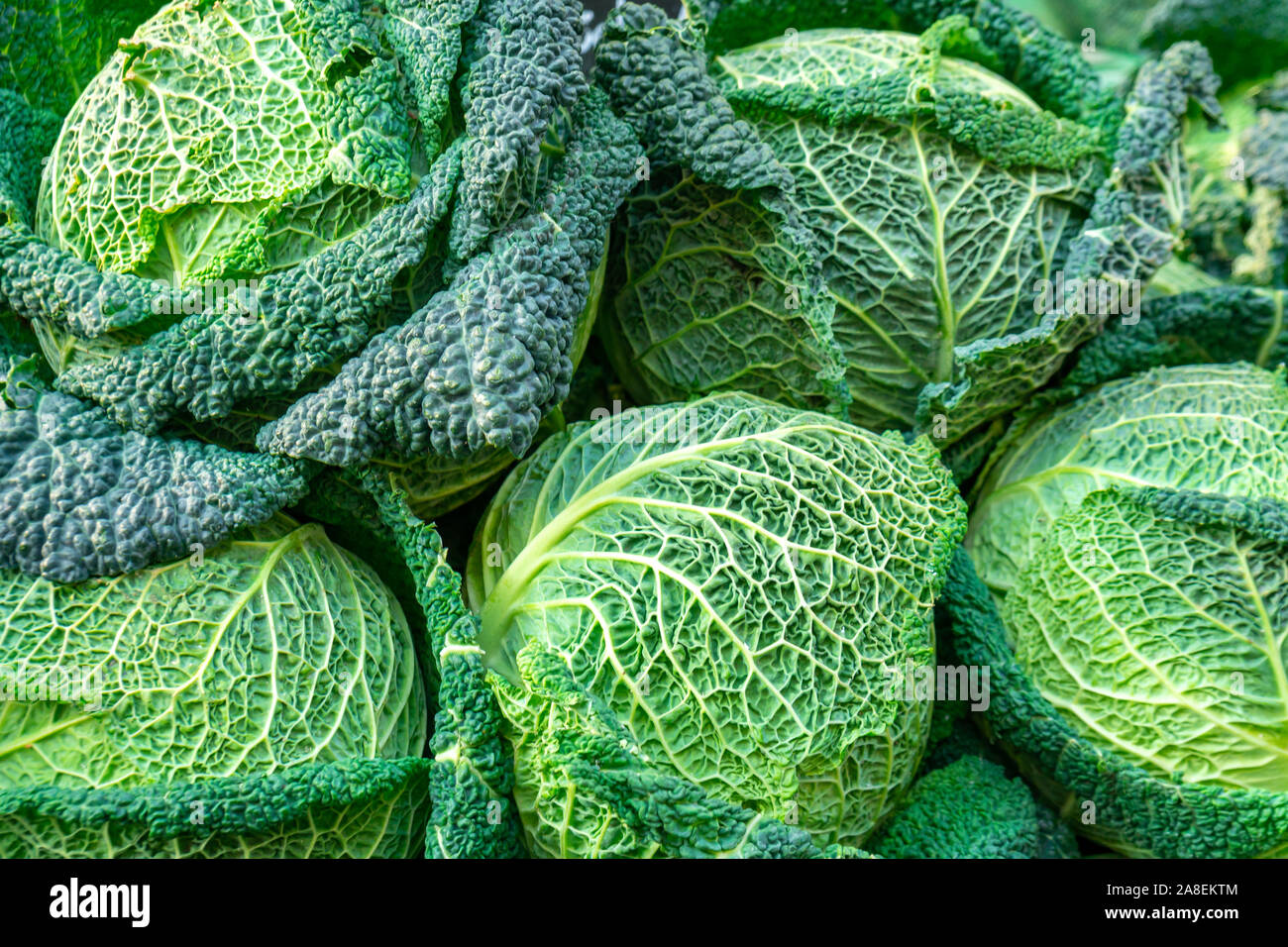 Freschi cavoli verdi di Milano in un mercato. Vegetali. Foto Stock