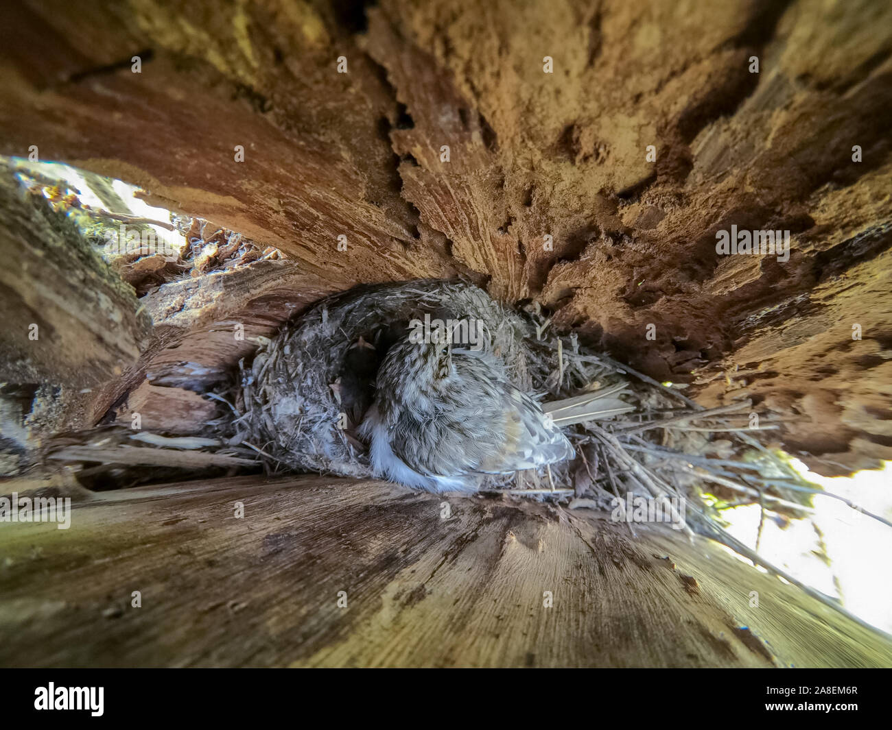 Certhia familiaris. Il nido dell'albero superriduttore in natura. La Russia Foto Stock