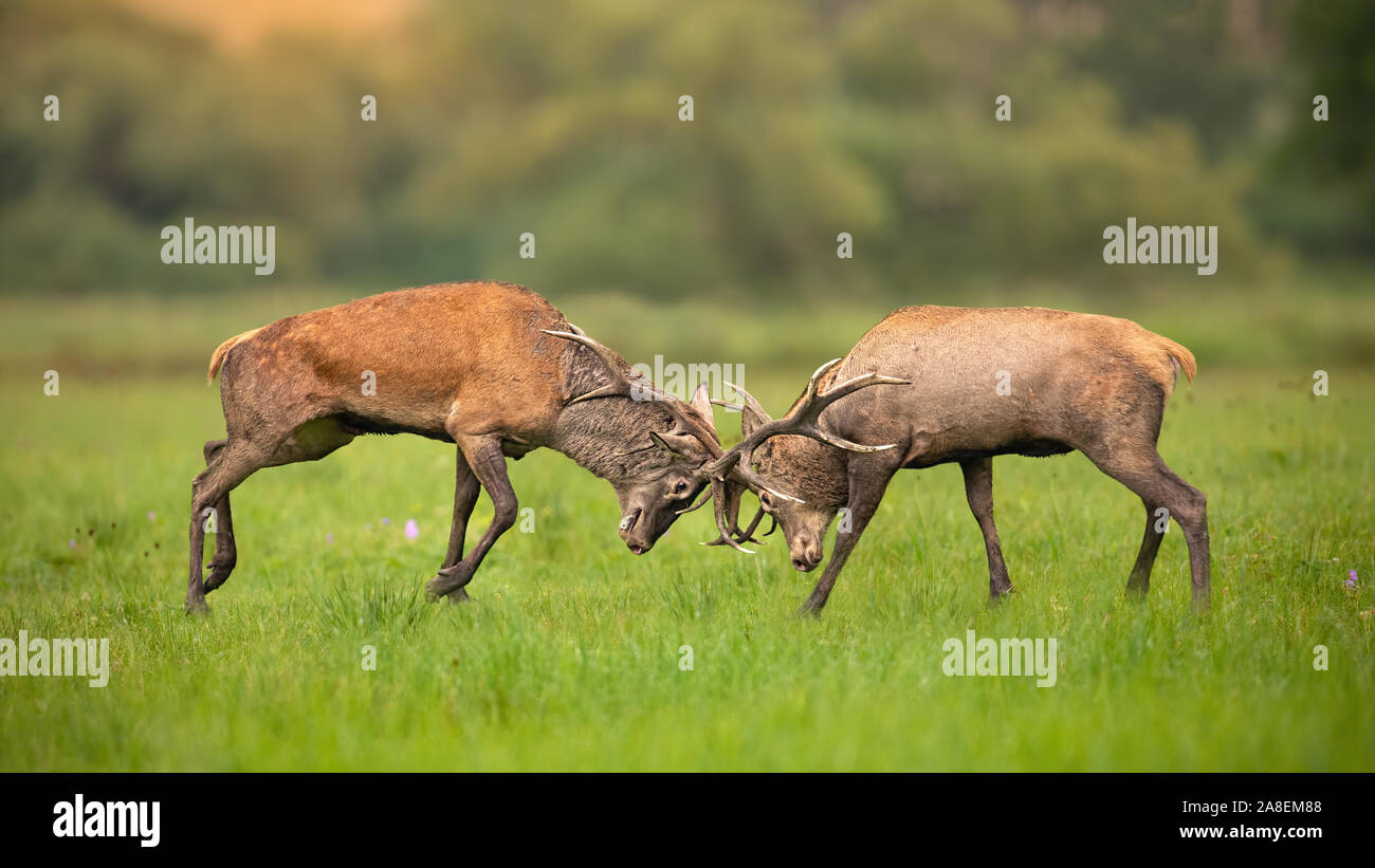 Due Red Deer stags lottando contro ogni altro usando i palchi e disco di spinta Foto Stock