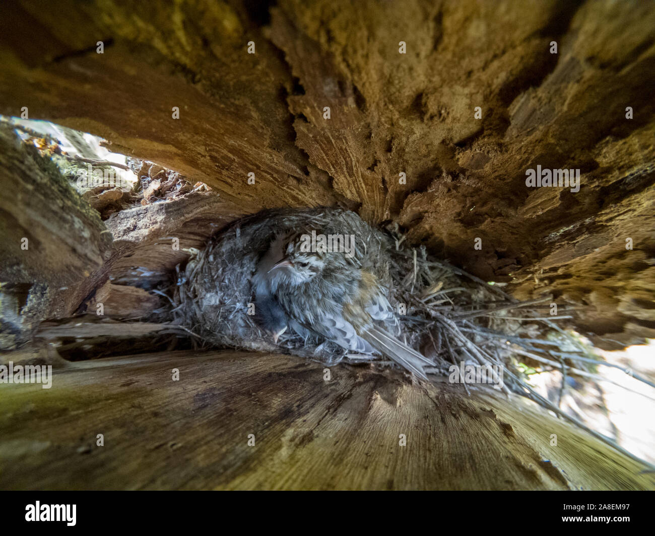 Certhia familiaris. Il nido dell'albero superriduttore in natura. La Russia Foto Stock