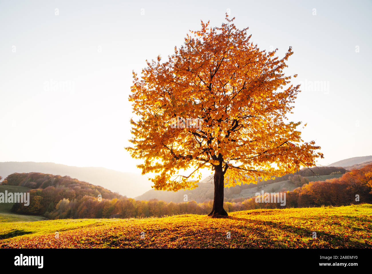 Maestoso faggio con raggi di sole in autunno mountain valley. Drammatica serata colorata scena. Carpazi, Ucraina. Fotografia di paesaggi Foto Stock