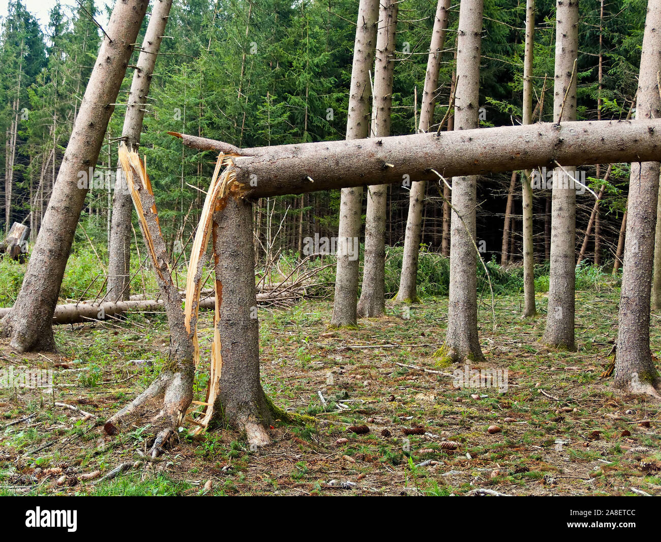 Sturmschäden, umgestürzte Bäume im Wald, Foto Stock