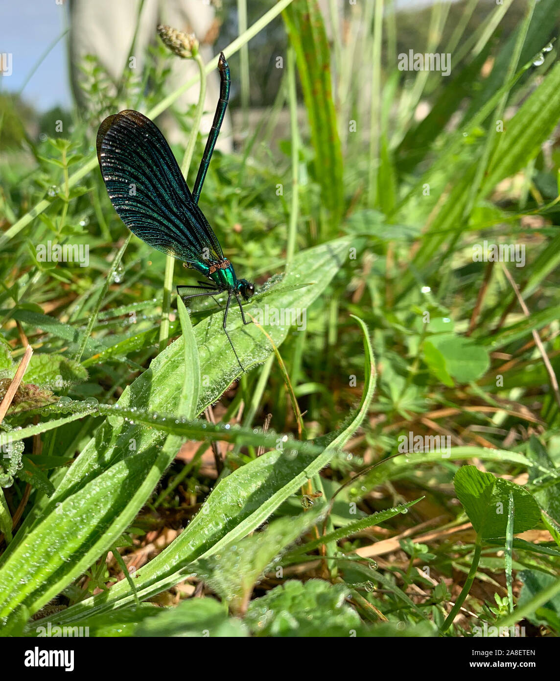 L'imperatore Darter Skimmer Dragonfly in erba prato Foto Stock