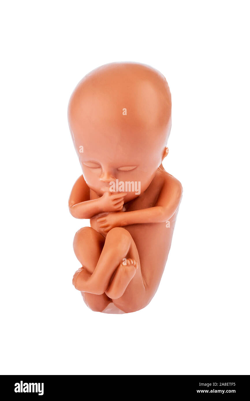 Ein 12-Wochen alter Emybro aus Plastik. Modell für Schwangerschaft, Abtreibung und Verhütung. Schutz von ungeborenem Leben. Foto Stock