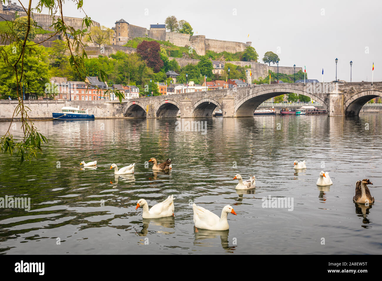 Nuoto bianca e oche grigie nel fiume Mosa con Jambes bridge e la cittadella di Namur fortezza sulla collina, Namur, la Vallonia, Belgio Foto Stock
