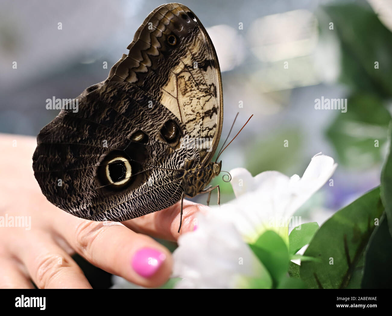Grande Farfalla a portata di mano Foto Stock