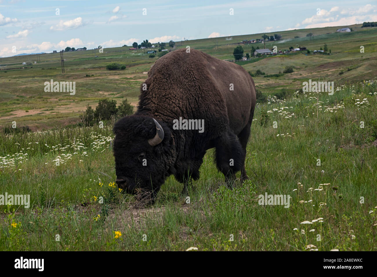 Alimentazione di bisonte sulla prateria di erba in Montana Foto Stock Alimentazione di bisonte sulla prateria di erba in Montana Foto Stock