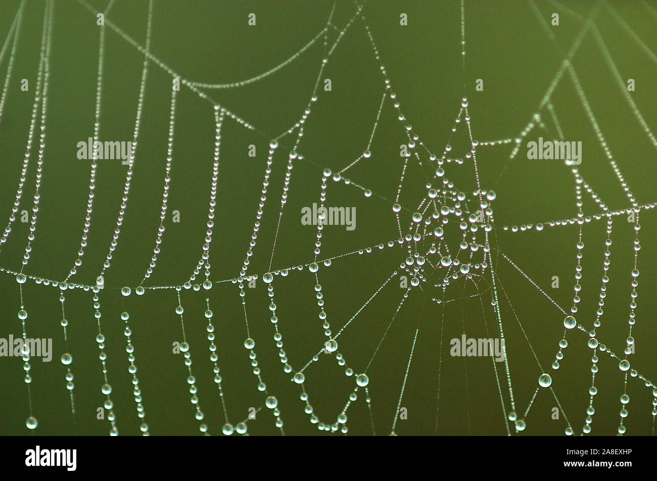 Spinnennetz mit "Morgentau", Foto Stock
