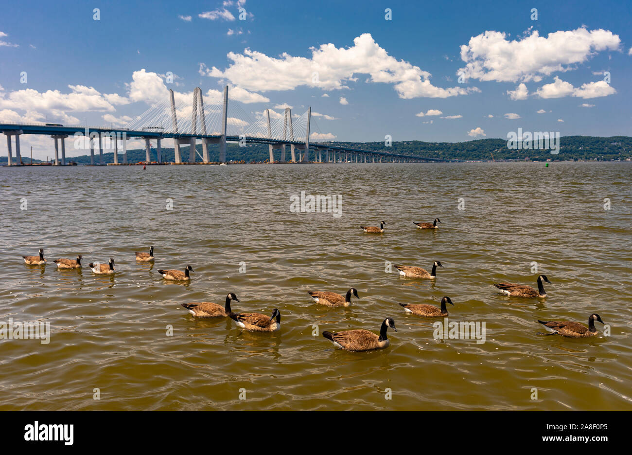 TARRYTOWN, NEW YORK, Stati Uniti d'America - oche canadesi nuotare nel fiume Hudson nei pressi di Tappan Zee Bridge. Foto Stock