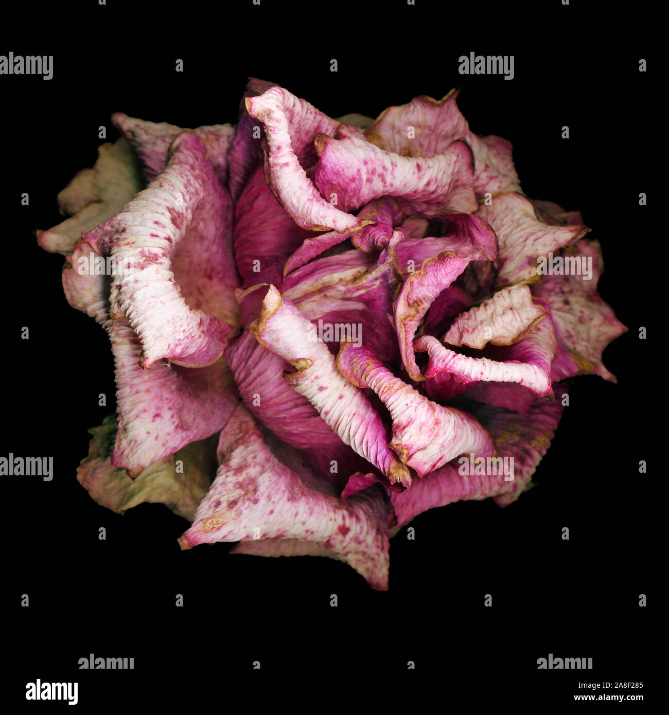 Un fading rose "fotografato" su un grande dello scanner a superficie piana in alta risoluzione. Foto Stock