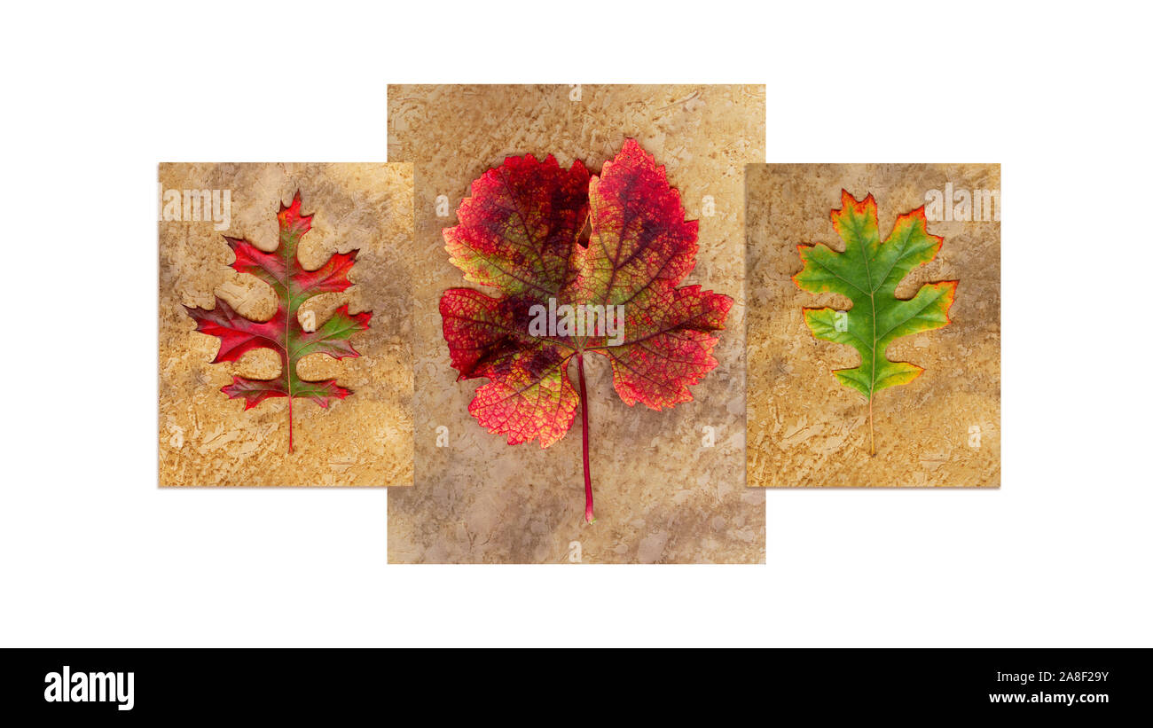 Fotografia dello scanner creato con un flat bed scanner in ultra-alta risoluzione Foto Stock
