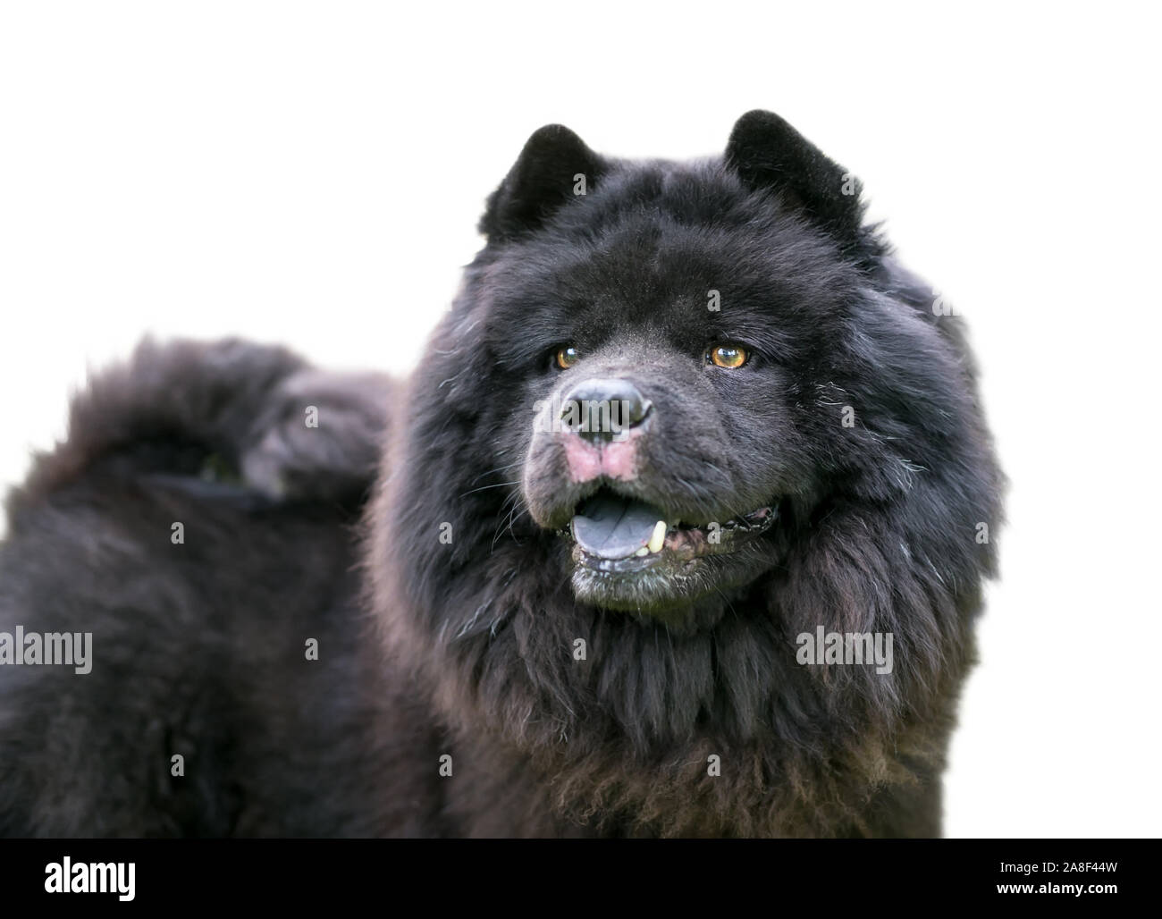 Un nero Chow Chow cane con una spessa wooly rivestire Foto Stock