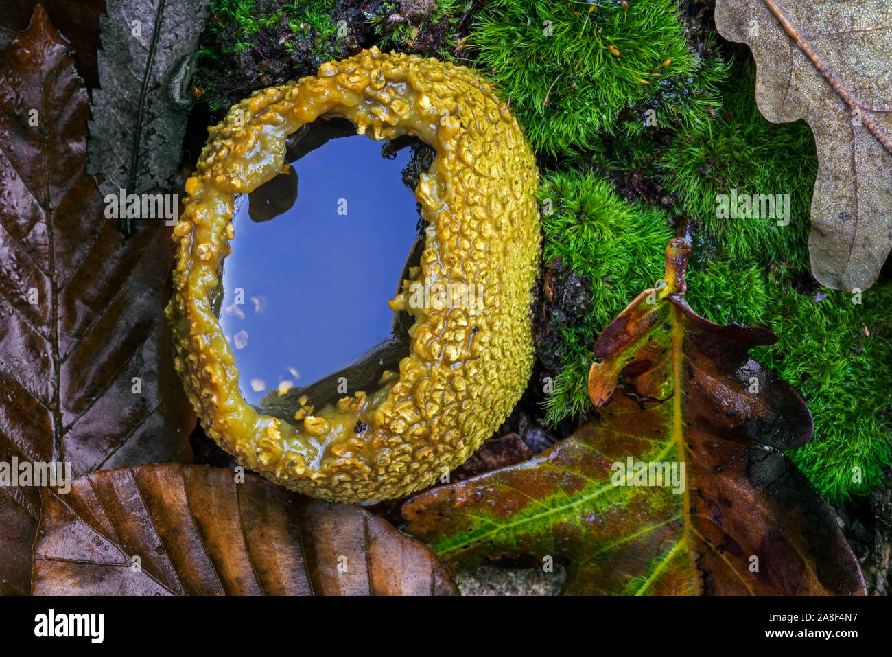 Comuni / earthball veleno di maiale puffball / massa comune sfera (Scleroderma citrinum) burst open en riempito con acqua sul pavimento di foresta in autunno Foto Stock