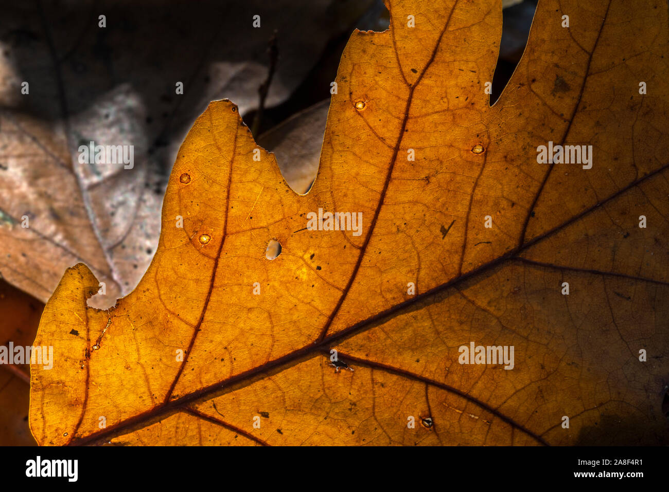 La luce del sole che splende attraverso caduto foglie di autunno di comune / Quercia farnia / Quercia europea / Inglese quercia (Quercus robur) sul suolo della foresta Foto Stock