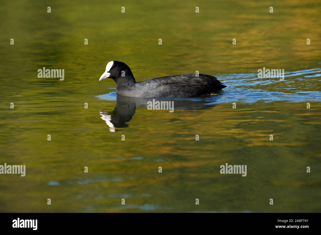 La folaga (fulica atra), cavo stagni, Leytonstone, London , Essex, Inghilterra Foto Stock