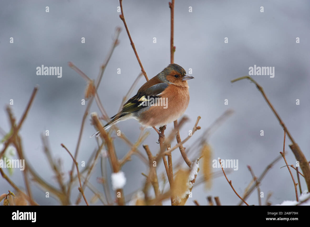 (Fringuello Fringilla coelebs) appollaiato in un albero, Westerham, Inghilterra Foto Stock