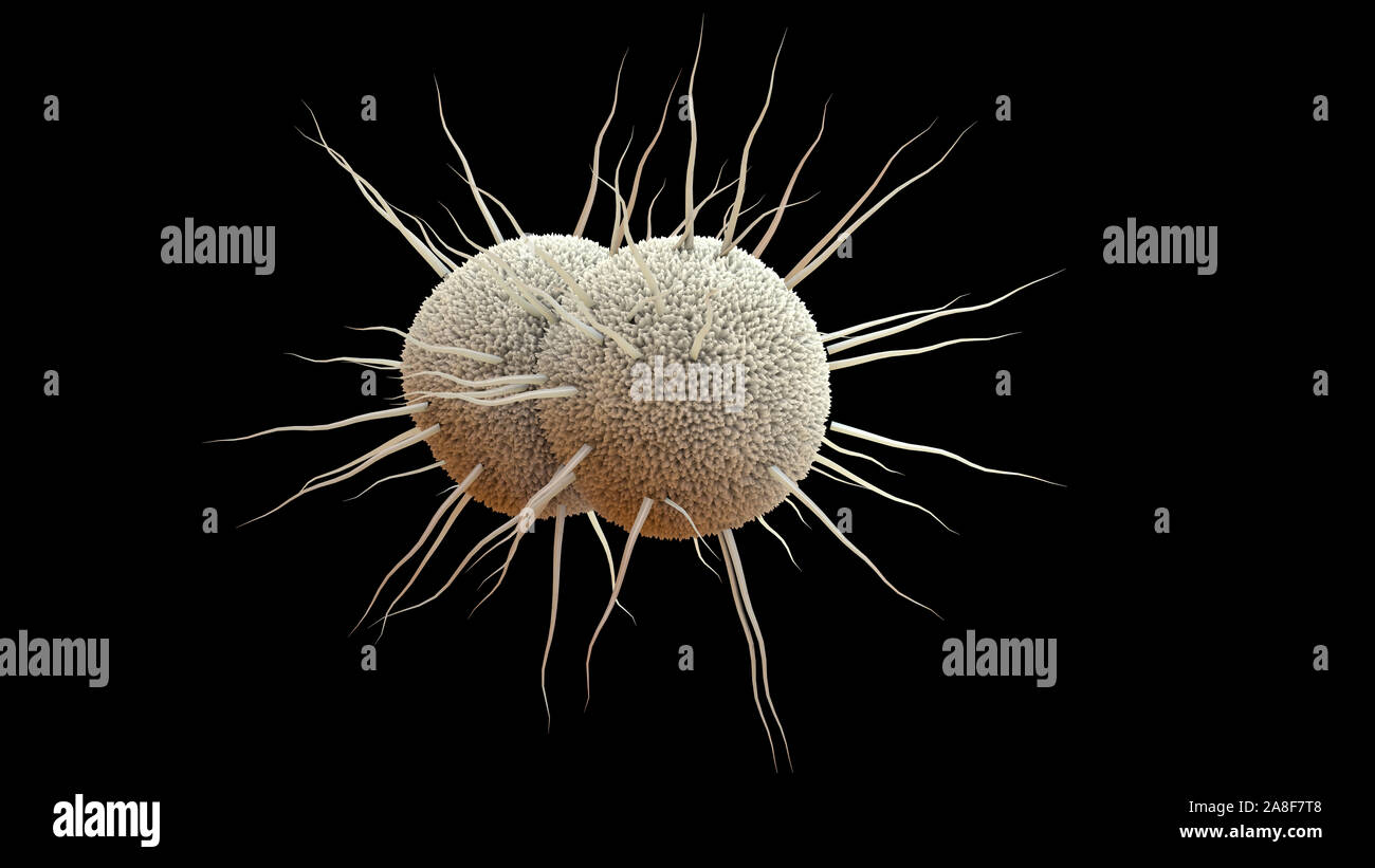 La gonorrea batteri, illustrazione Foto Stock