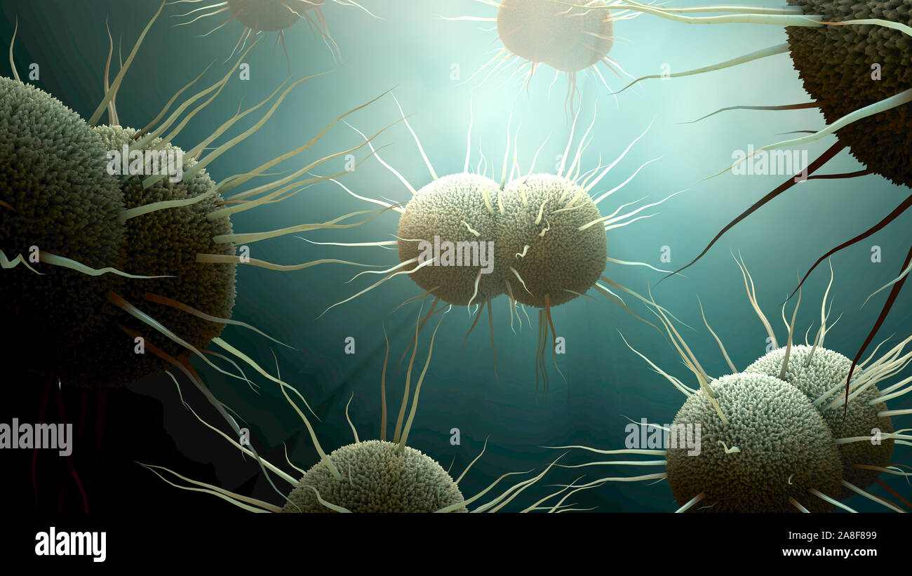 La gonorrea batteri, illustrazione Foto Stock