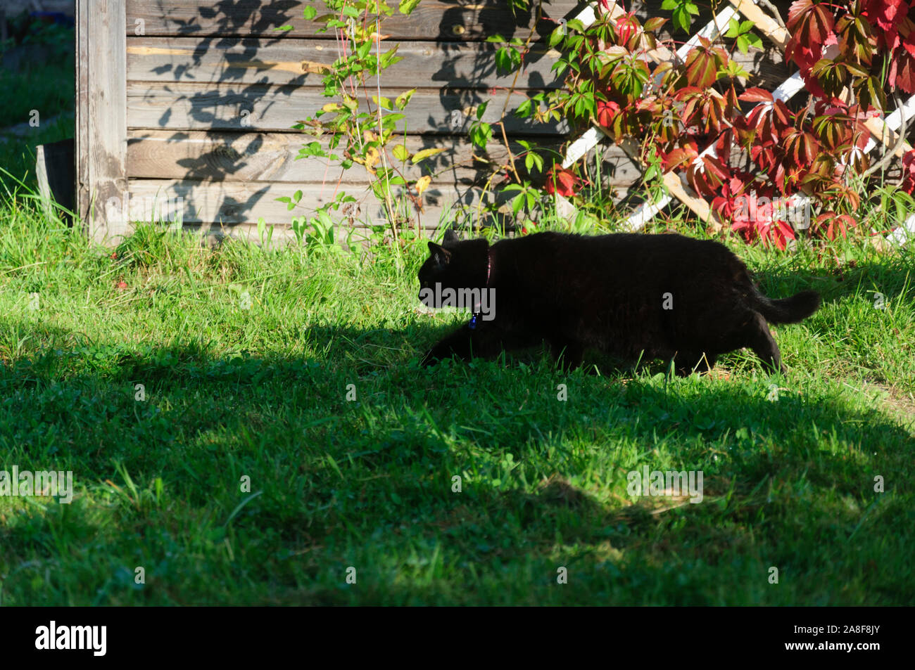 Gatto nero camminare nel giardino su sfondo di country house Foto Stock