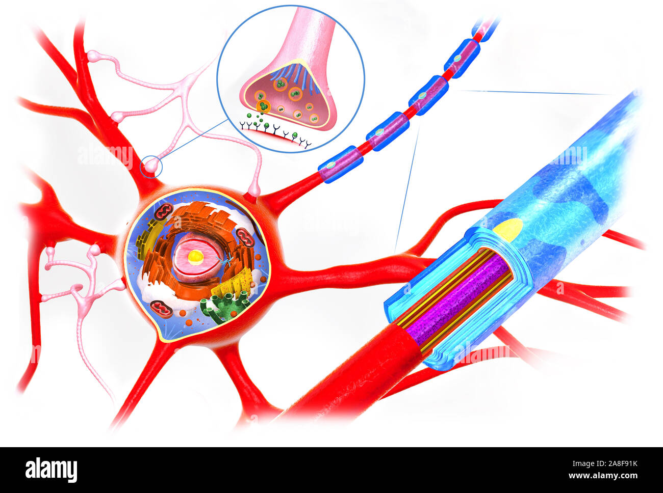 Cellula nervosa anatomia, illustrazione Foto Stock