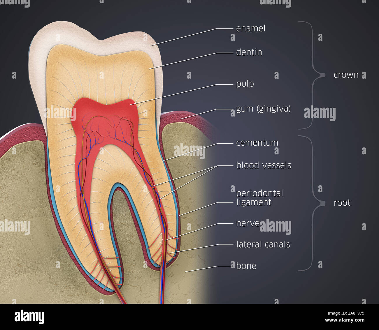 Anatomia dentale, illustrazione Foto Stock