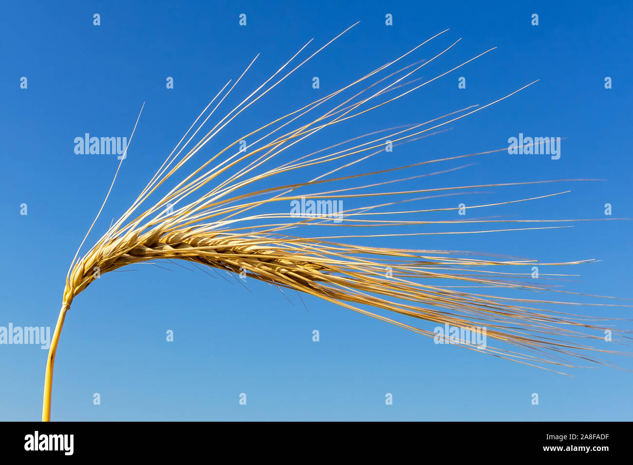 Ein Getreidefeld mit Gerste wartet auf die Ernte. Symbolfoto für Landwirtschaft und gesunde Ernährung. Einzelne Ähre, blauer Himmel, Lorn, Kornfeld, Foto Stock
