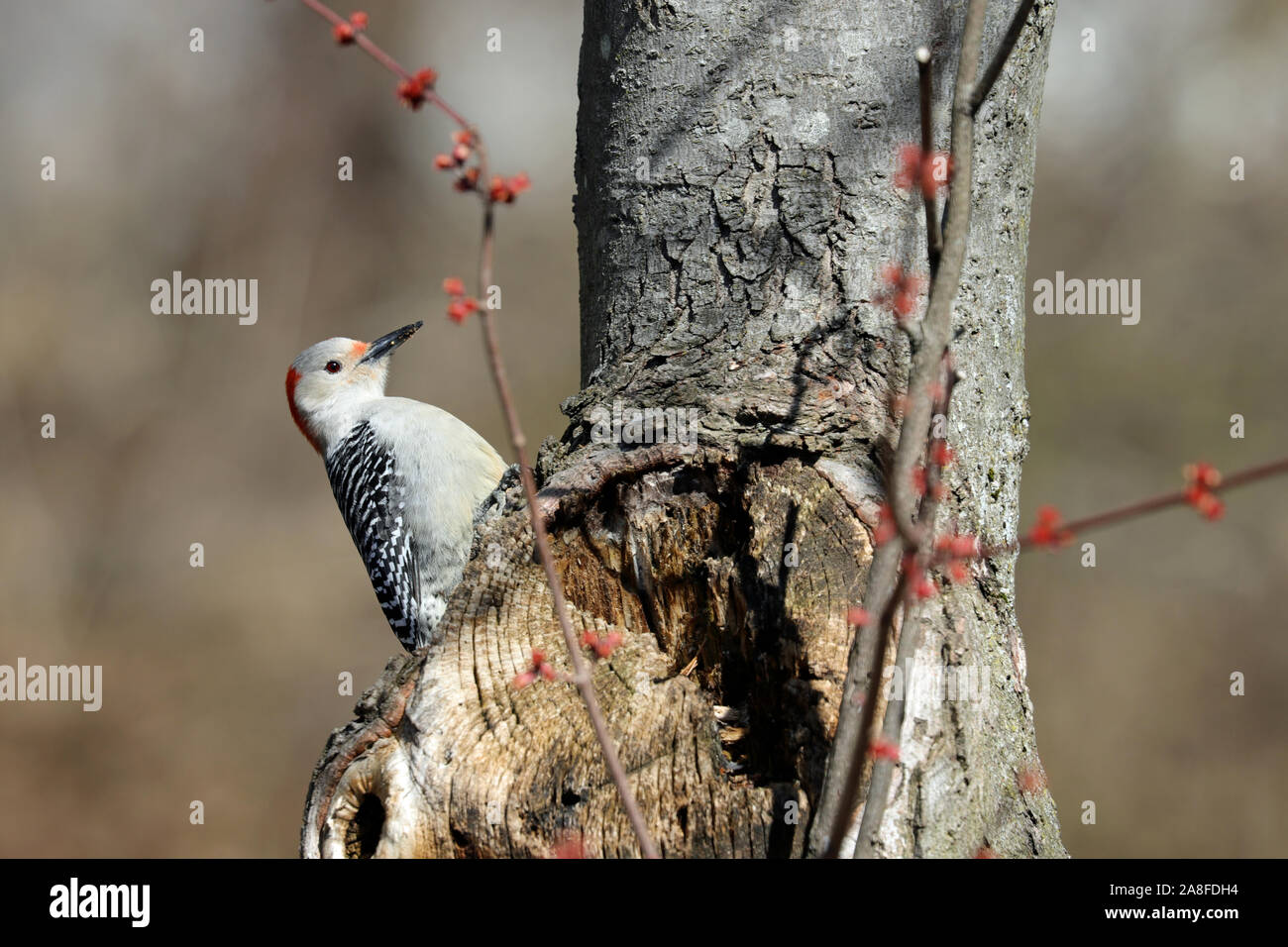 Una femmina rosso-picchio panciuto (Melanerpes carolinus) appollaiate sul tronco di un albero di acero in primavera Foto Stock