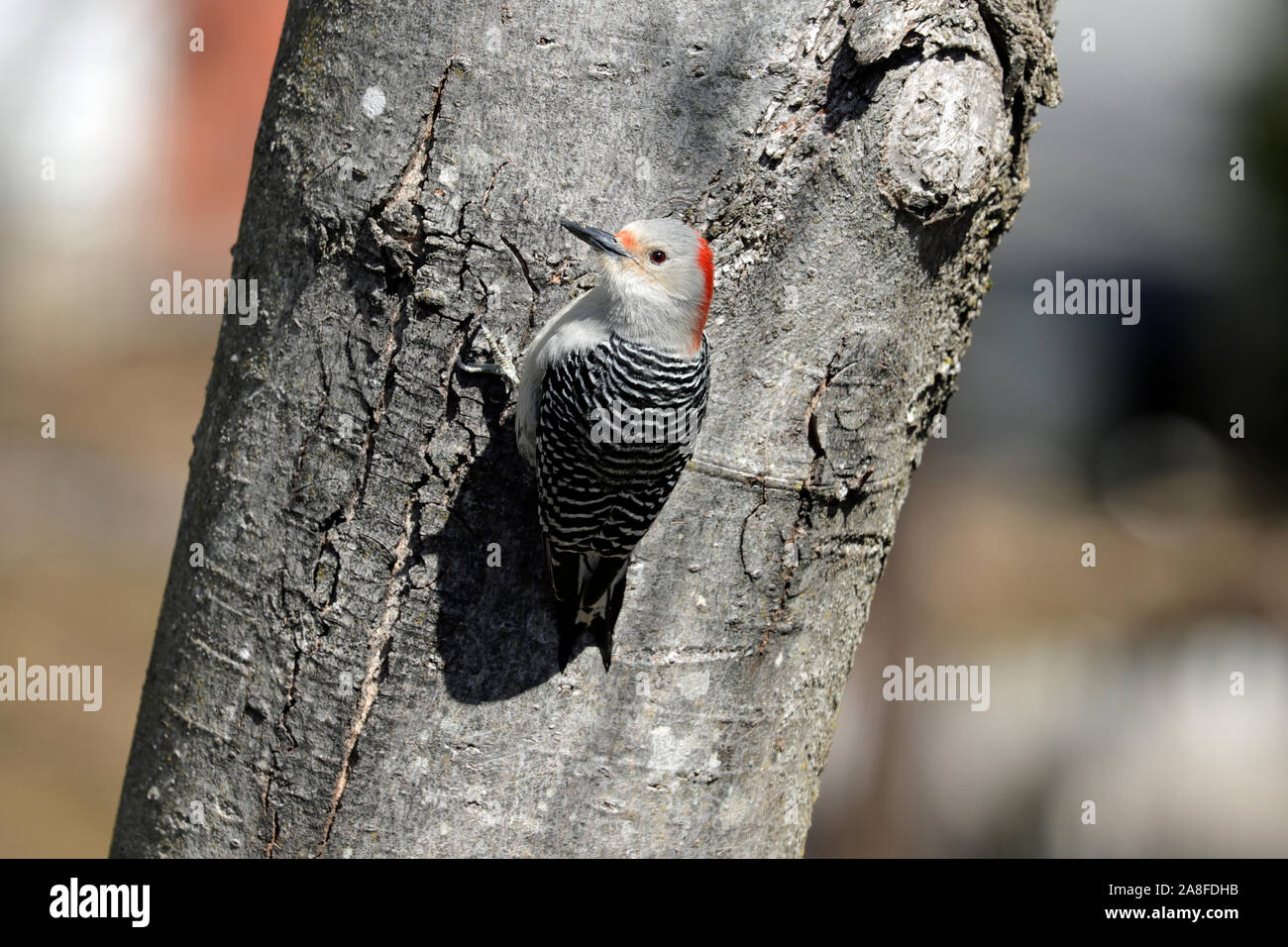 Una femmina rosso-picchio panciuto (Melanerpes carolinus) appollaiate sul tronco di un albero di acero in primavera Foto Stock