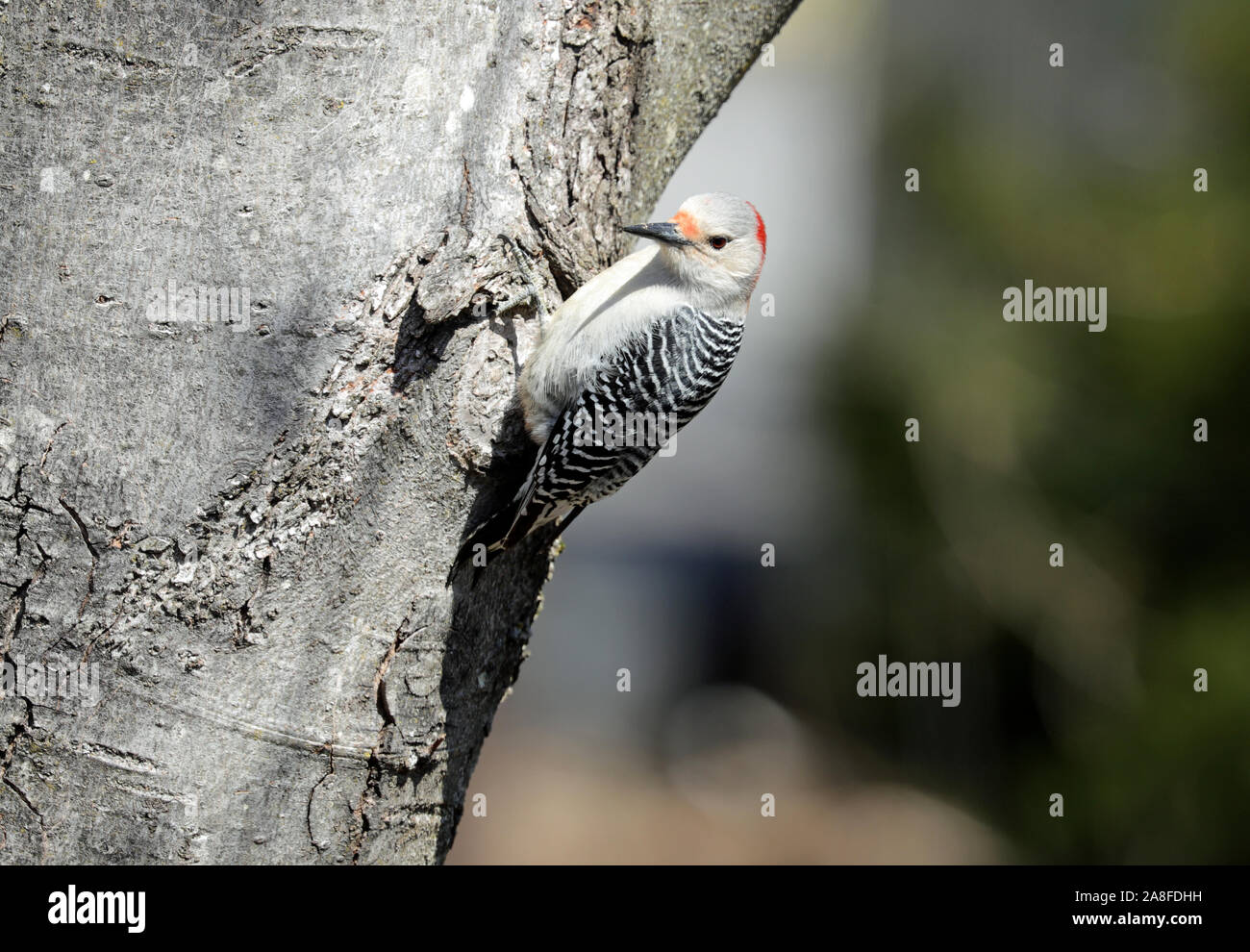 Una femmina rosso-picchio panciuto (Melanerpes carolinus) appollaiate sul tronco di un albero di acero in primavera Foto Stock