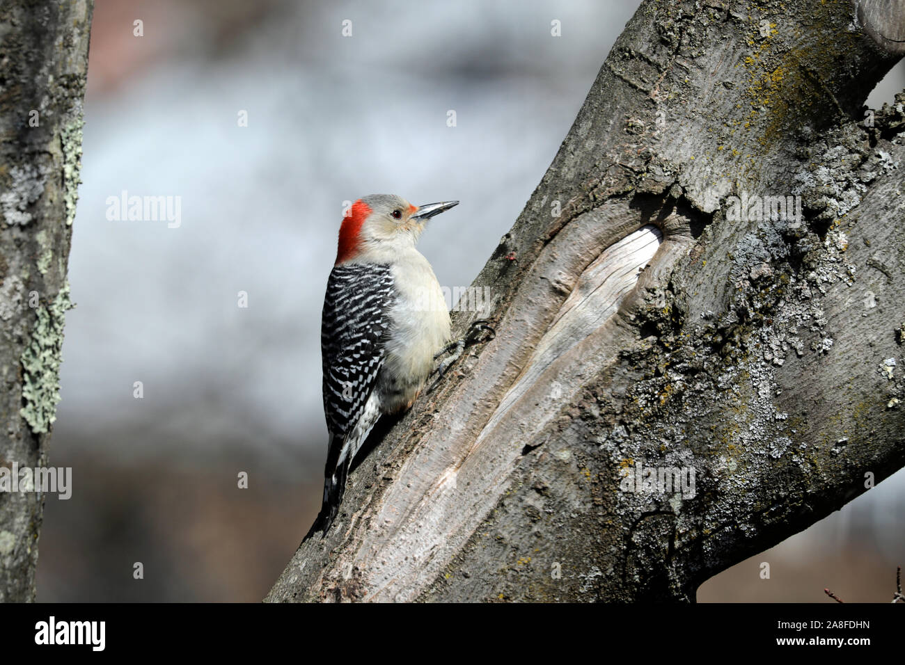 Una femmina rosso-picchio panciuto (Melanerpes carolinus) appollaiate sul tronco di un albero di acero in primavera Foto Stock