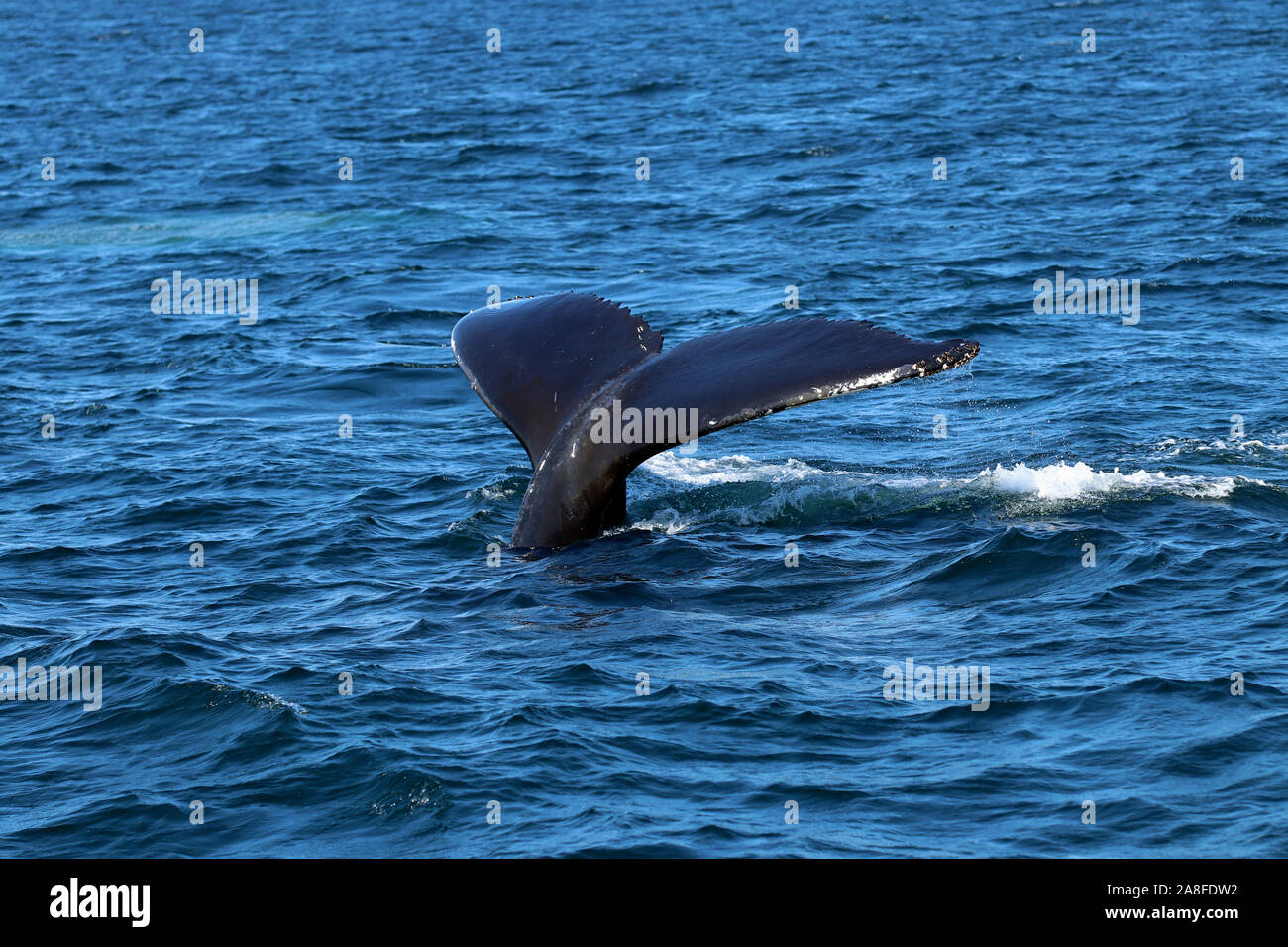 Close-up di fluke di Humpback Whale (Megaptera novaeangliae) in un tuffo a Stellwagen Bank National Marine Sanctuary off la costa del Massachusetts Foto Stock