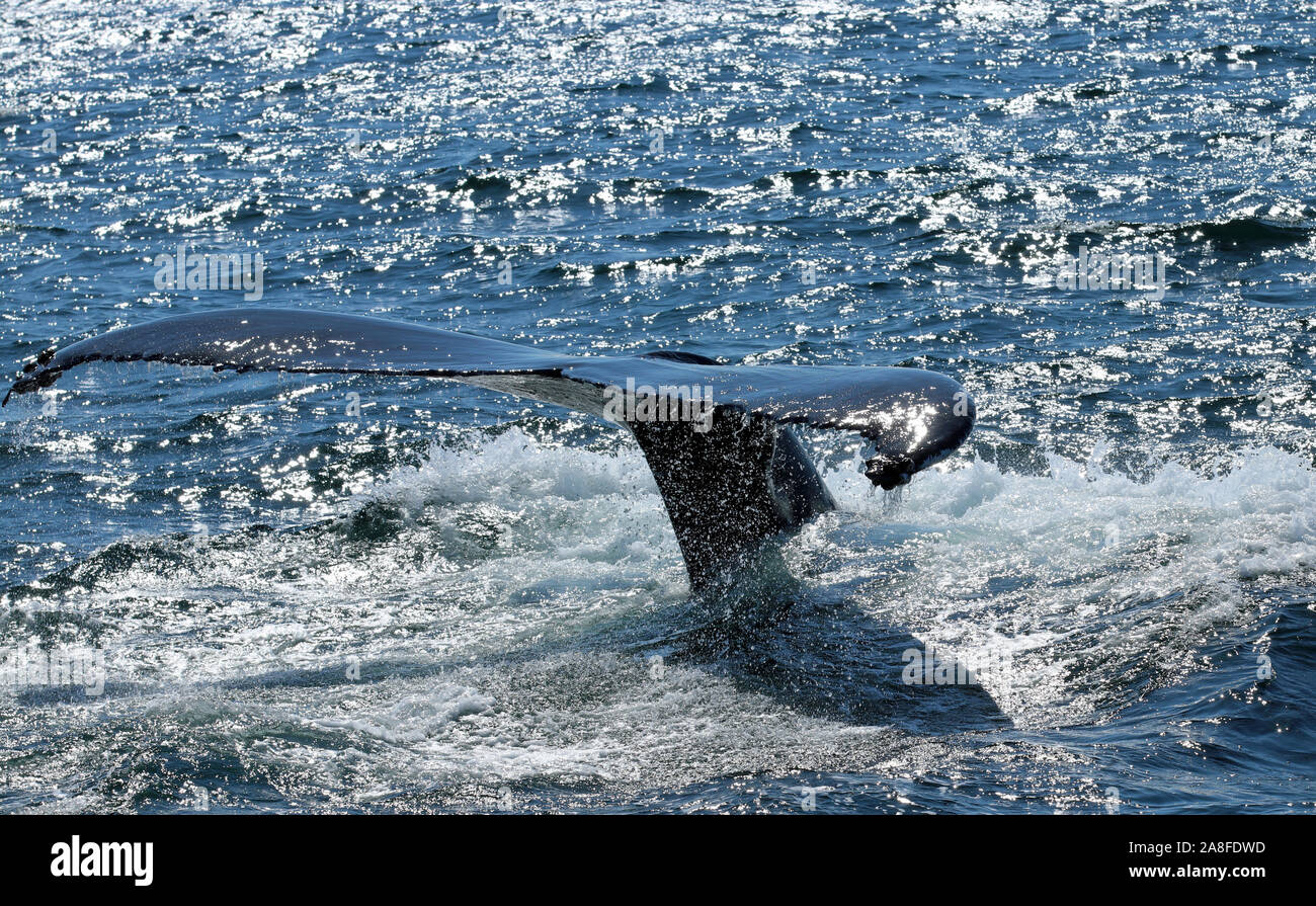 Close-up di fluke di Humpback Whale (Megaptera novaeangliae) in un tuffo a Stellwagen Bank National Marine Sanctuary off la costa del Massachusetts Foto Stock