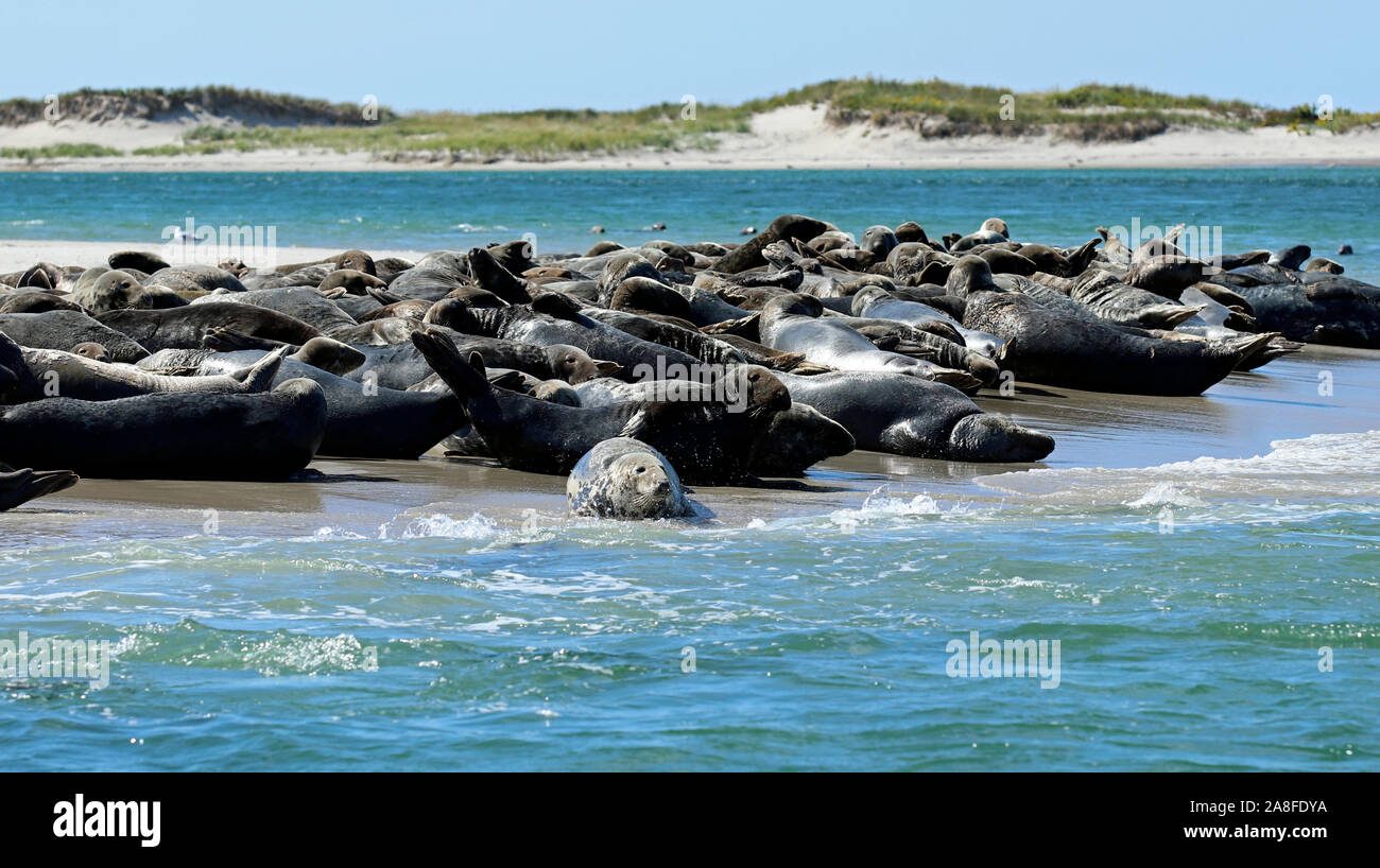 Una colonia di foche grigie (Halichoerus grypus atlantica) crogiolarsi su un sandbar su Monomoy Island, Cape Cod, Massachusetts Foto Stock