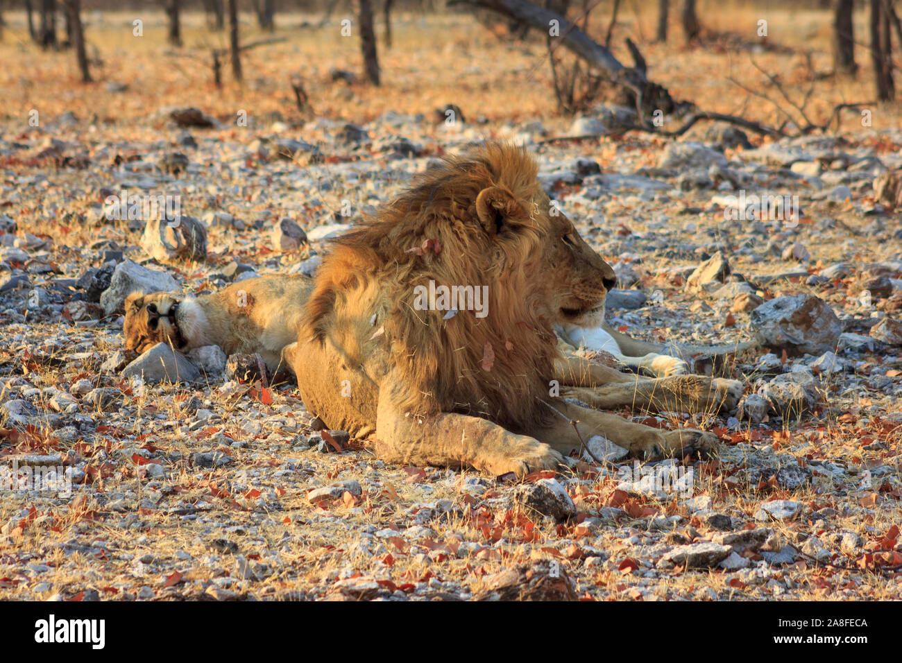 Maschio e femmina sleeping lion fianco a fianco nel Parco Nazionale Etosha in Namibia, Africa Foto Stock