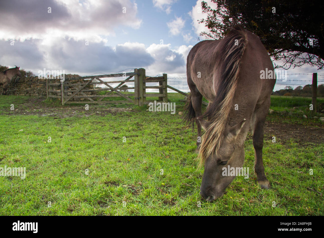 Konik Pony Foto Stock