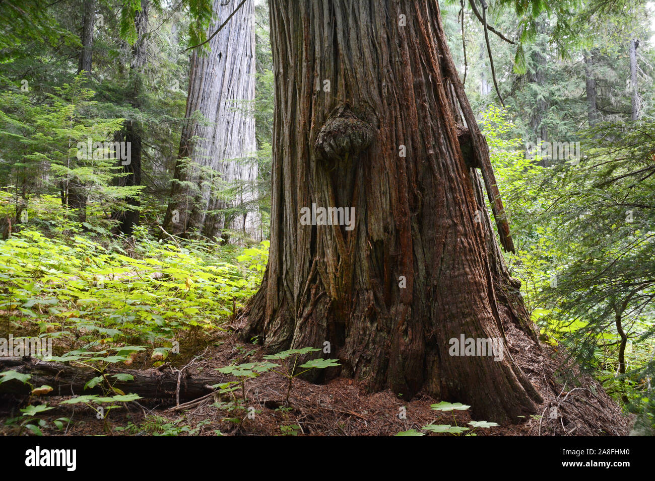 Il burled tronco di un enorme crescita vecchio Western Red Cedar tree all'interno della foresta pluviale temperata di Kootenay regione della British Columbia, Canada. Foto Stock