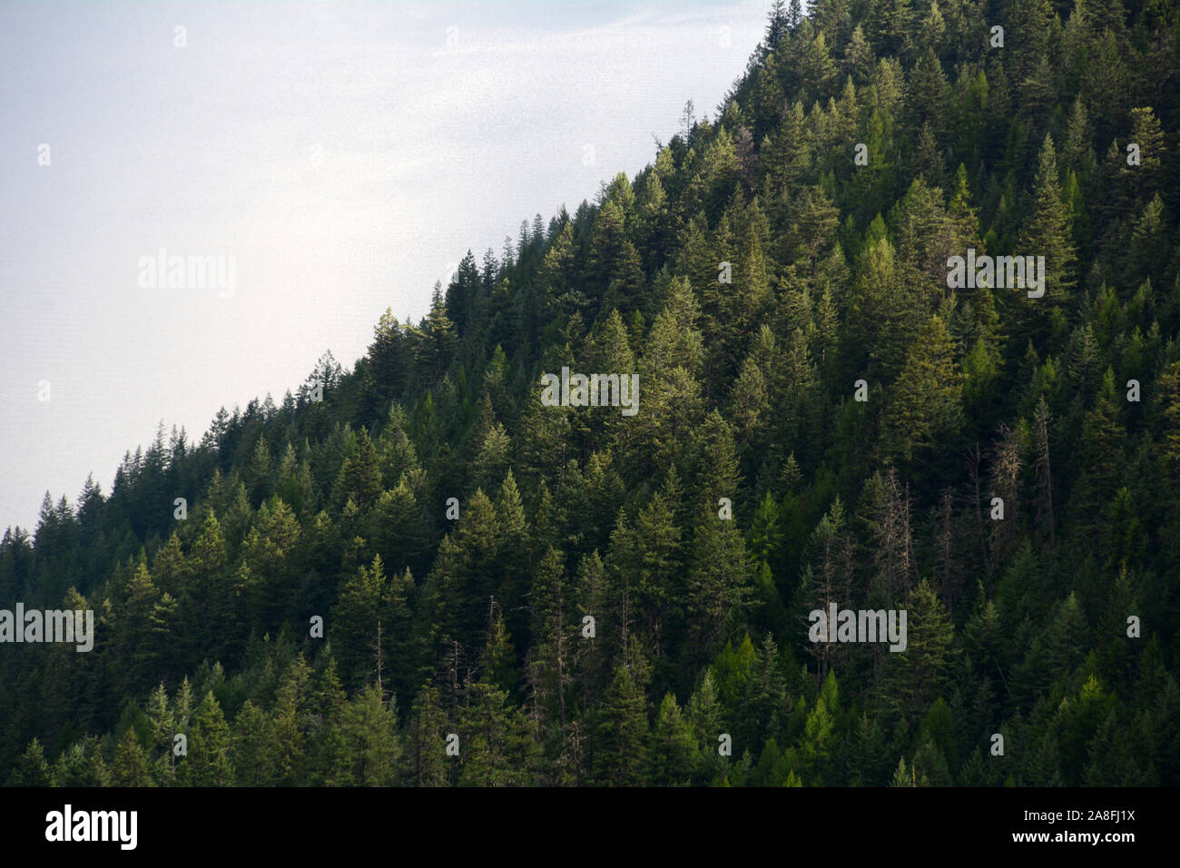 Un vecchio la crescita di foresta di conifere nella parte interna della foresta pluviale temperata accanto al lago Kootenay, Selkirk Mountains, British Columbia, Canada. Foto Stock