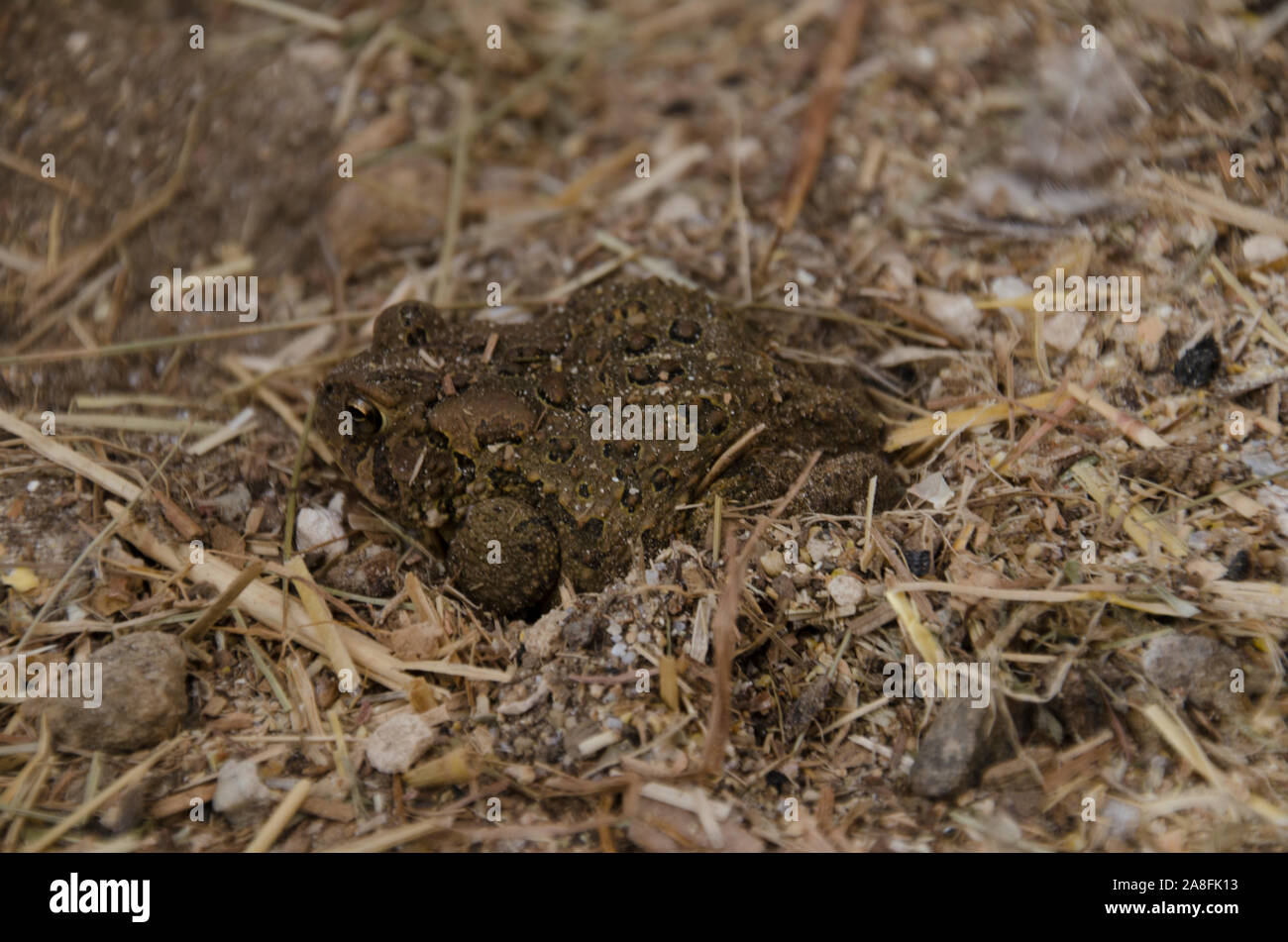 Orientale americana Toad, Anaxyrus americanus, effettuano uno scavo nella sabbia in un pollaio mantenendo calda per caduta, Maine, Stati Uniti d'America Foto Stock