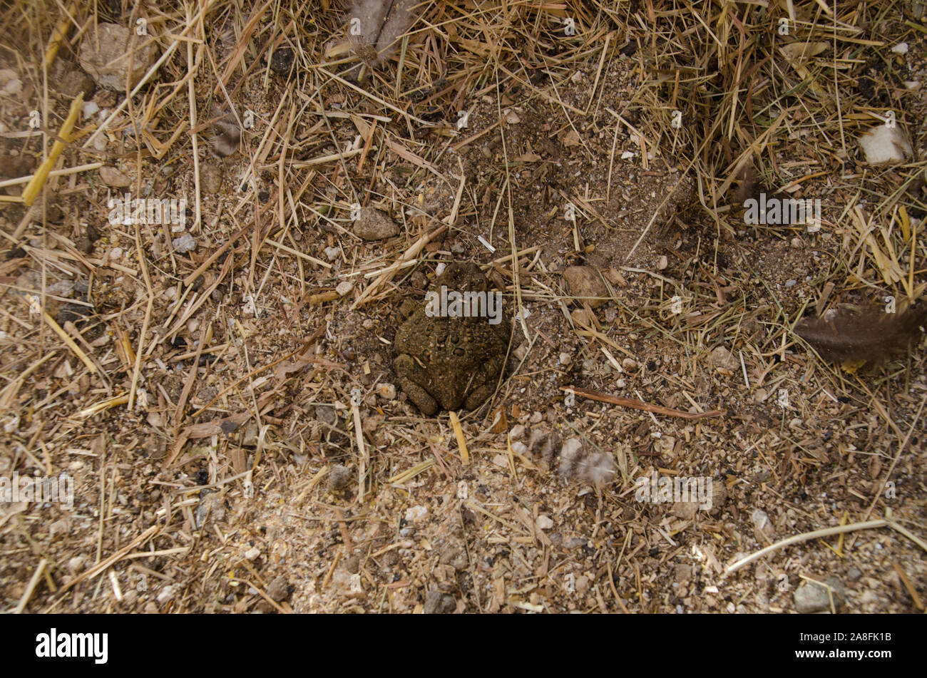 Amcerican orientale Toad, Anaxyrus americanus, effettuano uno scavo nella sabbia nel pollaio mantenendo calda e preparare per la modalità di ibernazione in autunno, Maine, Stati Uniti d'America Foto Stock