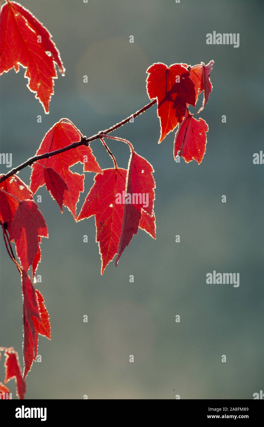 Rosso acero, Acer Rubrum, retro illuminato icy cadono le foglie, Missouri Foto Stock