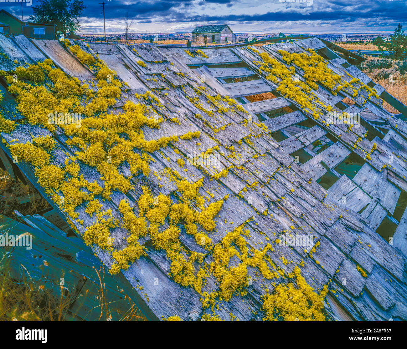 Moss su edificio abbandonato, Shaniko Ghost Town Oregon, lana e grano centro della pianura di Oregon Foto Stock