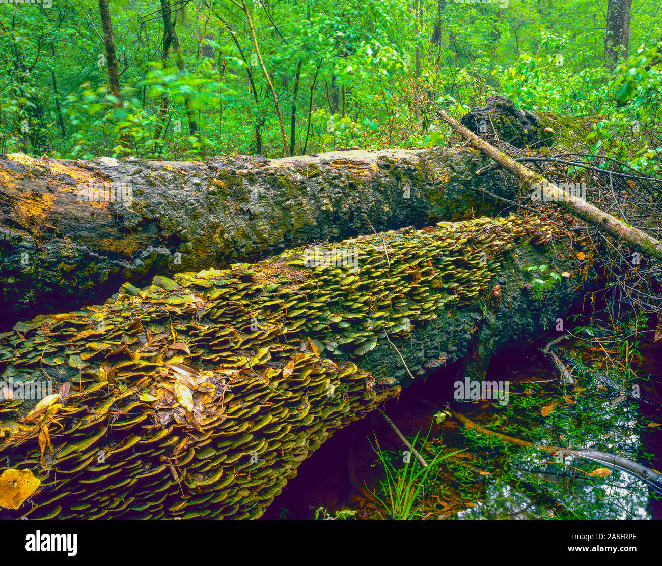 Caduto gigante, Congaree palude Nantional Park, Carolina del Sud Foto Stock