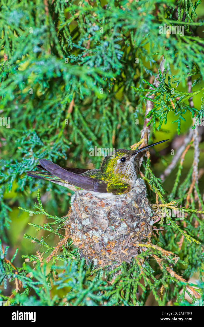 Ampio femmina-tailed Hummingbird (Selasphorus platycercus) seduto sul nido di due piccole uova in montagna rocciosa ginestra, Castle Rock Colorado US. Foto Stock
