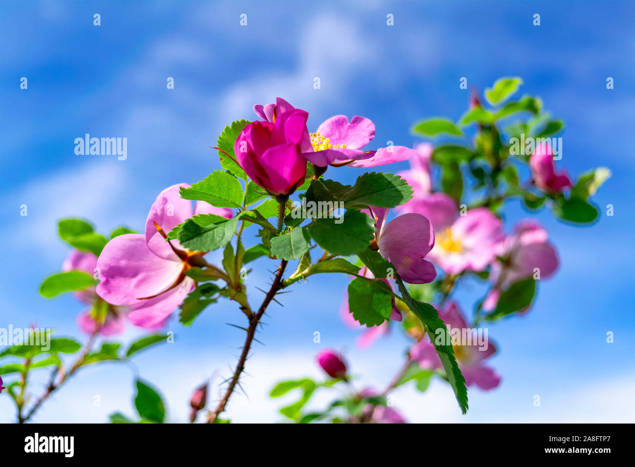 Wild rose fiori di rosa canina contro il cielo blu. Foto Stock
